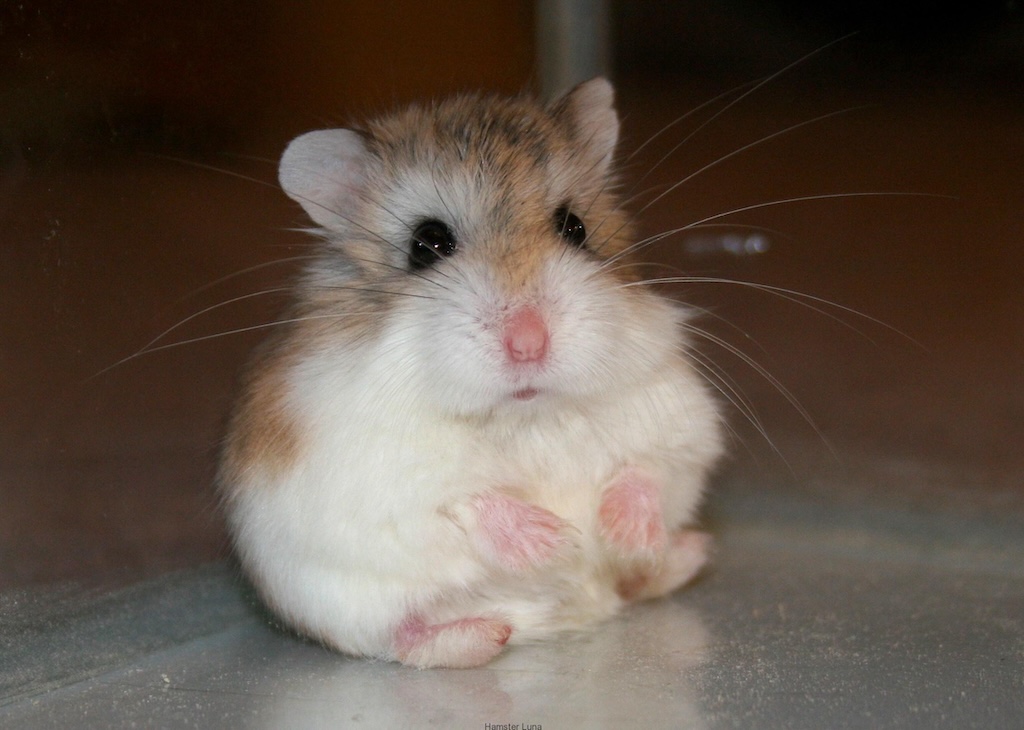 Mengenal Berbagai Ras Hamster: Hewan Kecil Menggemaskan