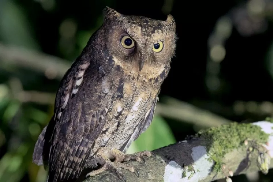 Mengenal Burung Hantu: Predator Malam yang Misterius