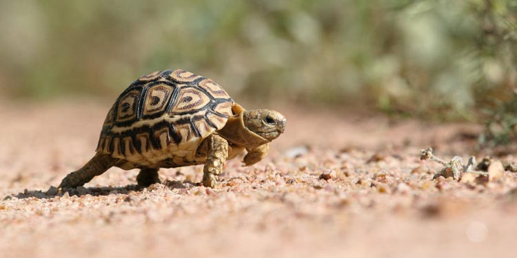 Penyu Darat Leopard Tortoise: Peliharaan Unik dengan Pola Cantik dan Perawatan Mudah