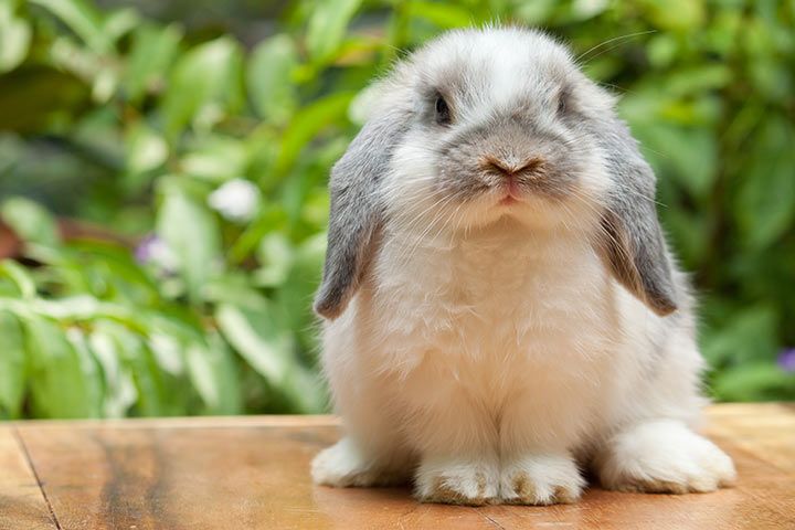 Kelinci Holland Lop: Pilihan Peliharaan Lucu dan Menggemaskan