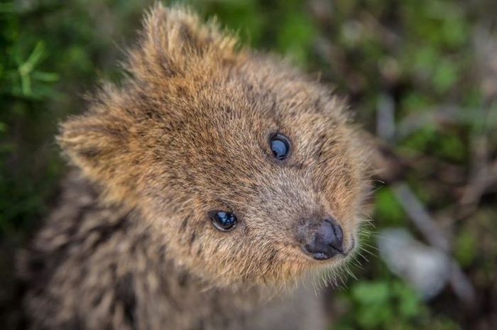 Quokka: Hewan Lucu Ikonik Australia Barat