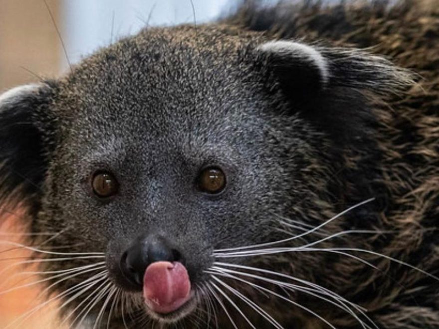 Binturong: Si Lucu Penjaga Hutan yang Kini Terancam Punah