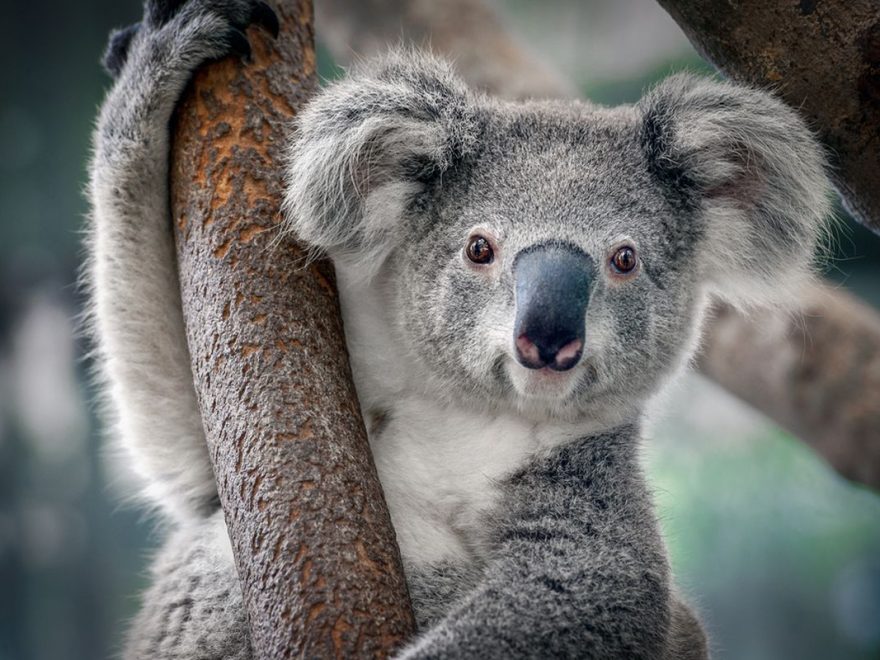 Fakta Unik Koala yang Bikin Kamu Makin Gemas dan Penasaran